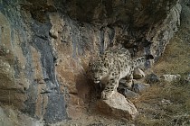 Снежный барс – фотомодель: в фотоловушку в Нарынском заповеднике «попался» красавец ирбис