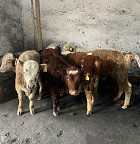 Пограничники пресекли незаконный вывоз 10 телят за границу